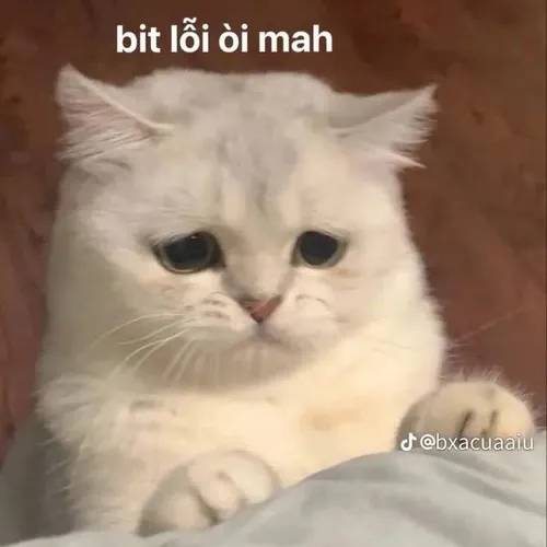 46 Meme Mèo Xin Lỗi cho giây phút muốn làm hòa nhẹ nhàng đáng yêu