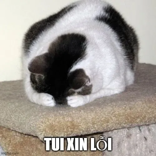 Meme mèo xin lỗi hợp mood rụt rè nhưng chân thành