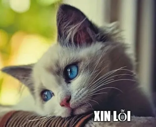 Meme chế tiểu mèo tả ria thuộc mặt rung khẽ