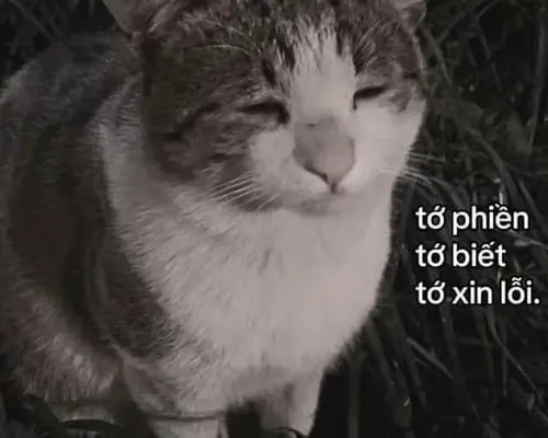 Ảnh hài mèo mô tả hành vi nép sát vào góc nhỏ