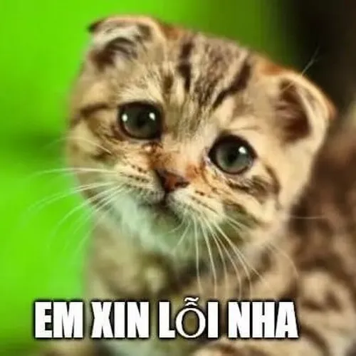 Ảnh vui mèo nêu dáng thân thiện dù đang nhận lỗi