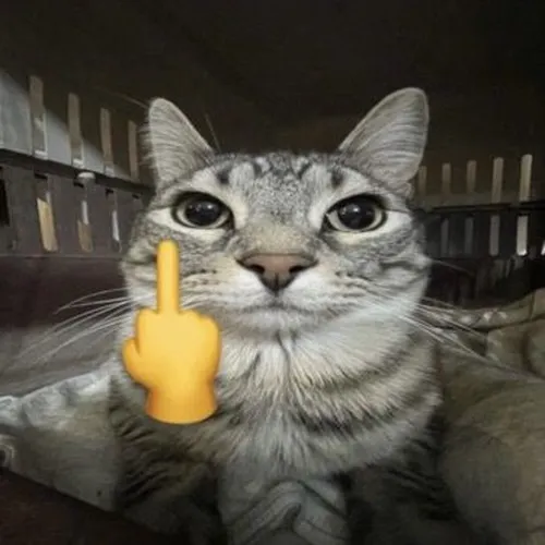 Bộ meme mèo giơ ngón tay giữa cực hợp lúc muốn phản ứng gắt vui