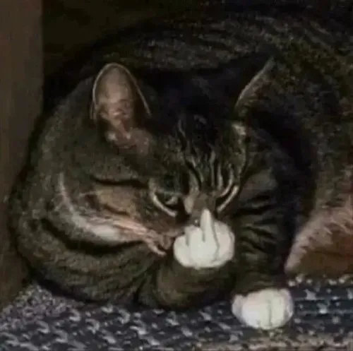 Hình mèo giơ tay kiểu cay cay giúp đối thoại bựa hơn