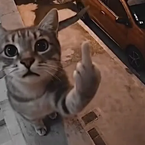 Mèo cười lệch dơ ngón giữa khiến câu chuyện tăng độ mặn