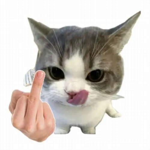 Khi mood chán đời lên đỉnh dùng ngay meme mèo bật gắt