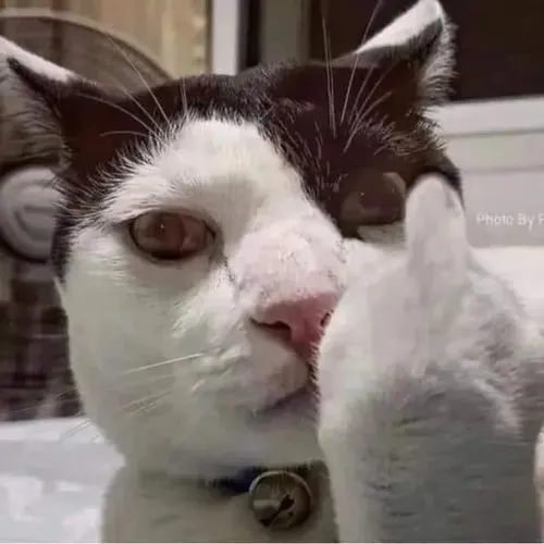 Ảnh troll mèo khinh nhẹ thể hiện cười nửa miệng đầy thái độ.