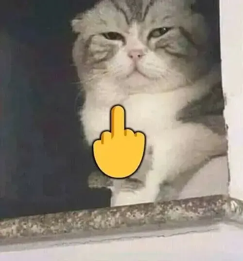 Ảnh chế mèo bựa cho thấy phản ứng khó chịu rất buồn cười.