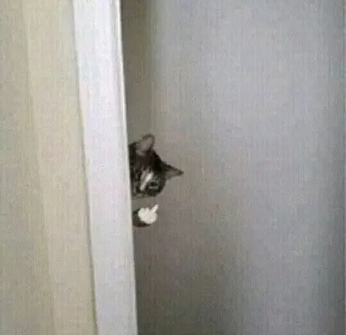 Ảnh vui mèo lườm cháy gắn biểu cảm phũ phàng hài hước.