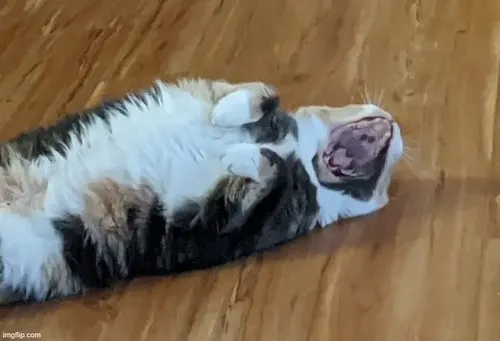 Meme chế mèo lim dim liên hệ mức thả lỏng cơ thể trong không gian an tĩnh