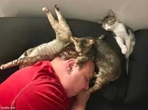 Hình chế meme vui mèo gà gật liên hệ độ rũ tai trong giường mềm