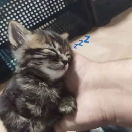 Meme hài mèo an giấc liên hệ hơi thở đều trong không khí êm dịu