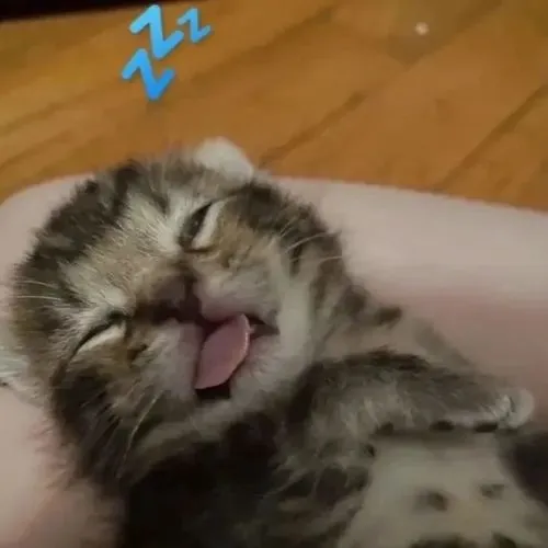 Khoảnh khắc mèo ngủ gắn dáng cuộn tròn mềm oặt