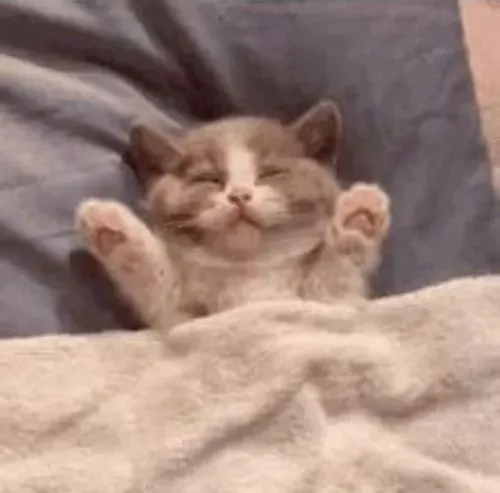 Tổng hợp meme mèo lim dim mang cảm giác thả lỏng dễ chịu