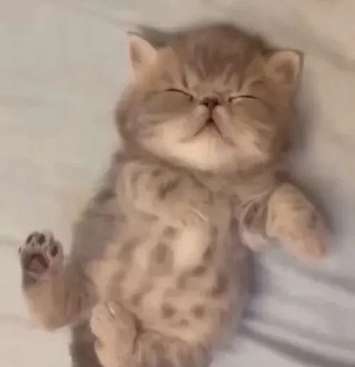 Mèo lơ mơ thở khe khẽ giúp hội hay ngáp có cớ gửi ảnh