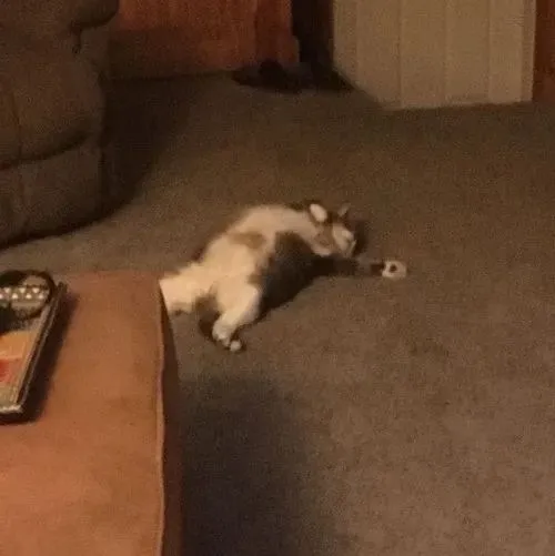 Meme mèo ngủ gắn chân co gọn tạo ấm áp
