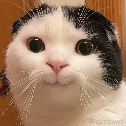 Hình troll tiểu hổ diễn đạt đuôi cong cùng vẻ mềm mại tự nhiên