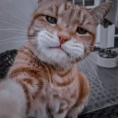 Ảnh troll mèo cute mô tả ria mép nhỏ nhắn