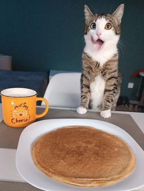 Bé mèo ôm miếng cá chiên to hơn cả người, mặt mãn nguyện khỏi bàn.