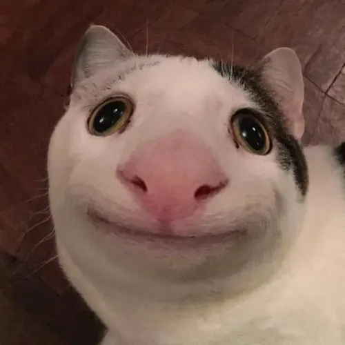 Meme mèo bất lực xuất hiện chuẩn lúc bạn bí lời