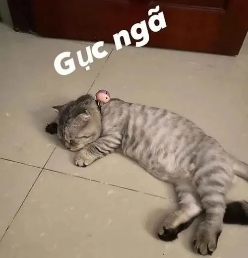 Meme mèo bất lực hợp cảnh cố gắng rồi vẫn fail