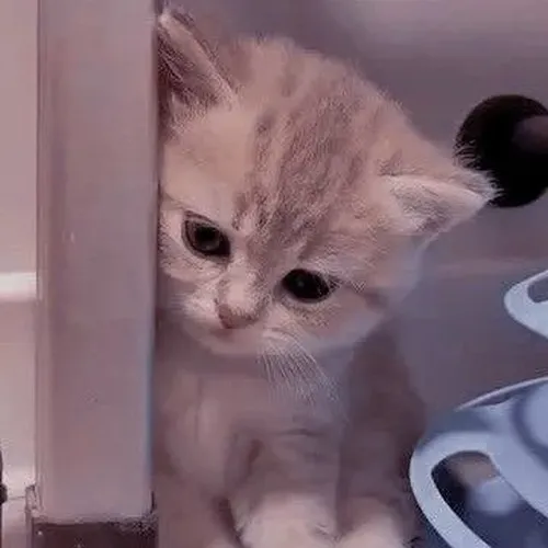 Meme mèo bất lực mô tả lông mèo xù nhẹ