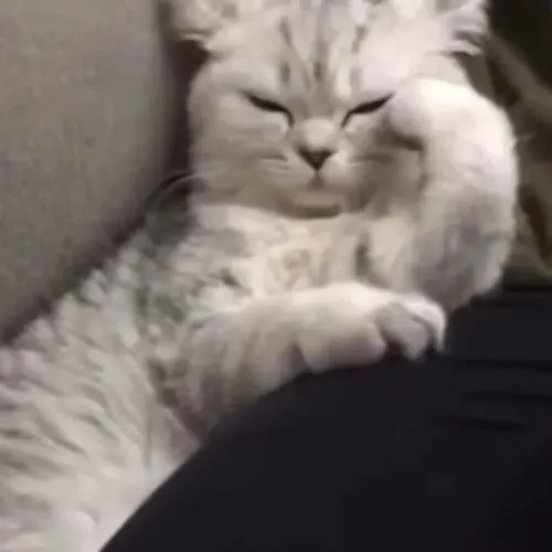 Ảnh chế mèo đuối liên hệ phản ứng chịu trận