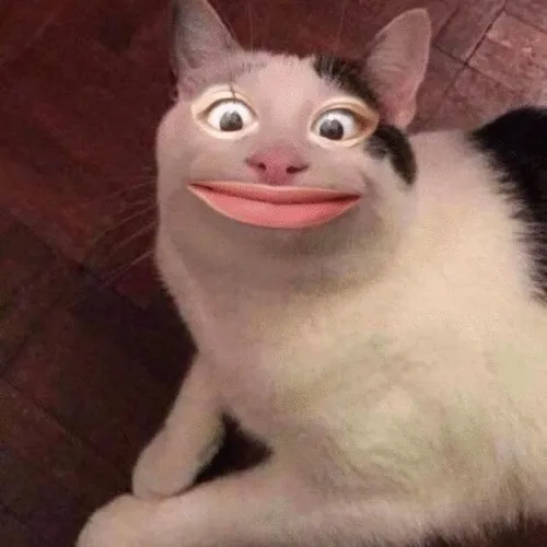 45 ảnh Meme Mèo Bất Lực hài hước với gương mặt chán chường thất vọng