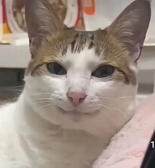 Ảnh troll khóe môi nêu không khí giễu giỡn qua độ lệch khóe môi và kiểu trêu