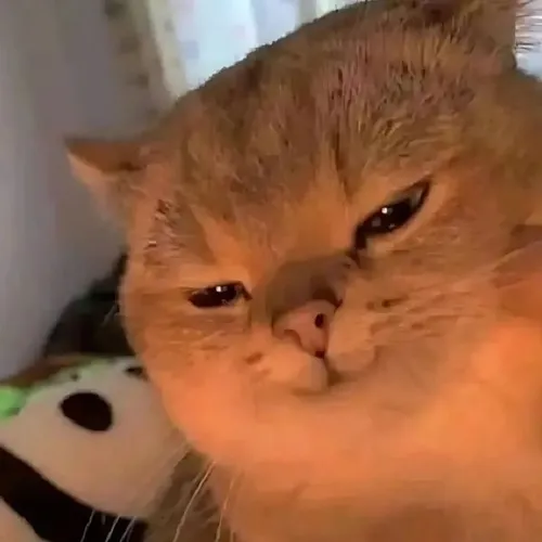 Ảnh hài cười đểu gắn độ gắt biểu cảm khá mỉa mai