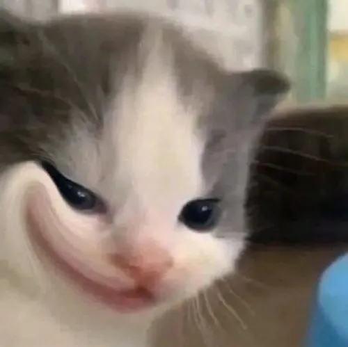 Mèo Smudge phiên bản cười xéo giúp thêm muối cho cuộc trò chuyện