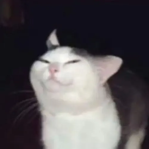 Meme mèo cười đểu cho những lúc muốn chọc nhẹ ai đó kiểu cà khịa tinh tế