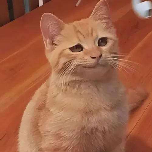 30+ Meme Mèo Cười Đểu nhếch mép với gương mặt đầy nham hiểm khó đoán