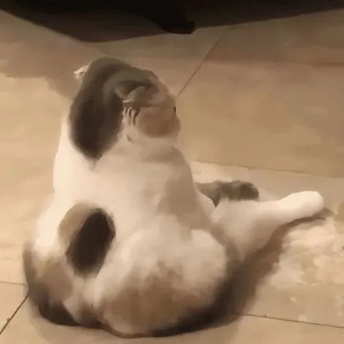 Meme mèo con làm mình làm mẩy khi sen gọi tắm bất ngờ