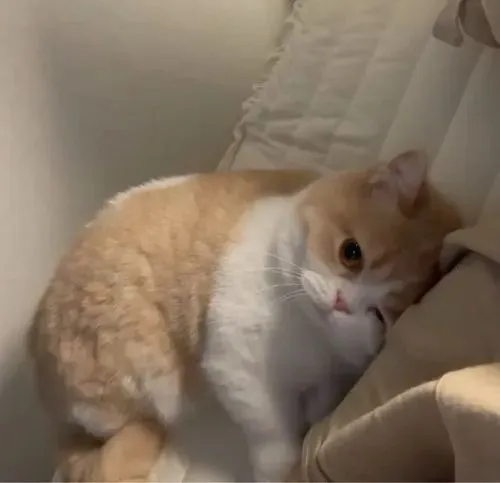 Hình meme hài mèo lông ngắn đang giận vu vơ vì thiếu đồ ăn