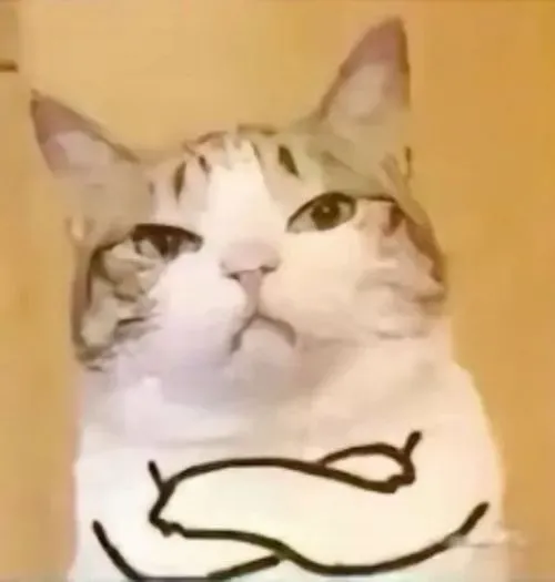 Ảnh vui mèo mặt tròn làm nũng với bộ ria run mỗi lúc chạm nhẹ