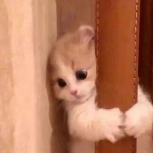 Ảnh chế mèo quay đầu né tránh chuẩn tâm trạng chảnh nhẹ