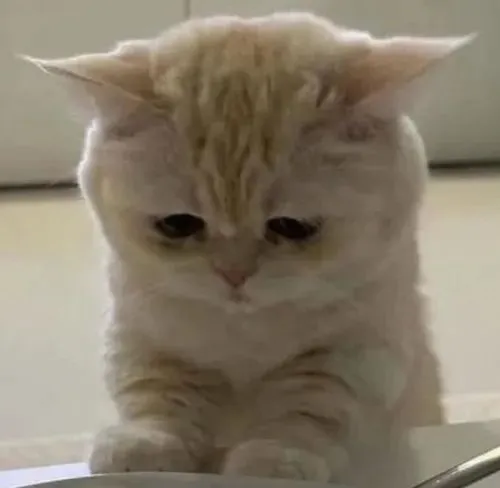 Hình meme mèo lườm yêu kiểu buồn rầu nhưng vẫn đáng yêu