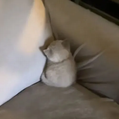 Ảnh troll mèo phụng phịu làm nũng trong những buổi rớt mood