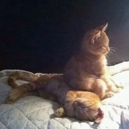 Hình meme hài mèo lông ngắn giận dỗi ngồi sát cửa kính