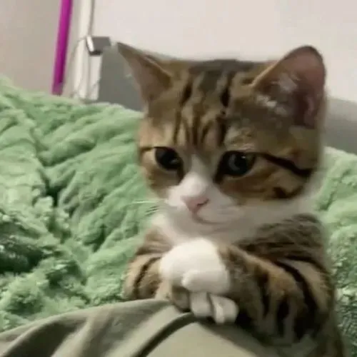 Ảnh chế mèo nhà làm nũng với dáng nằm cuộn tròn rất ngoan