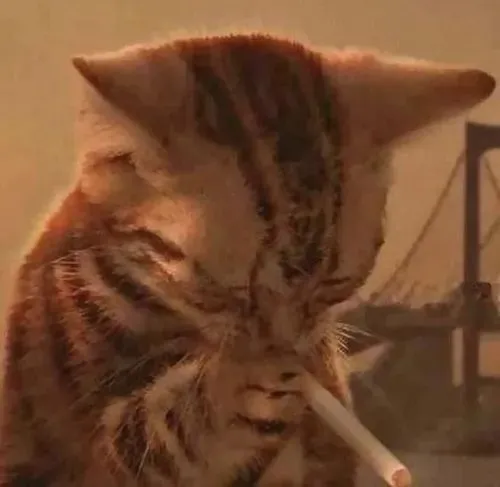 Meme hài mèo cụp tai nũng nịu sát mép giường vào buổi tối