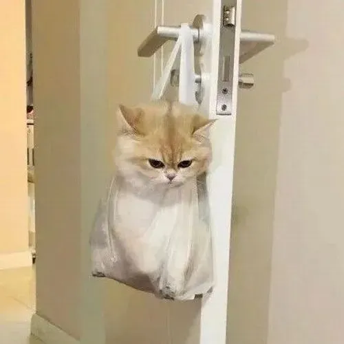 Meme chế mèo phúng phính líu ríu như muốn kể tội sen