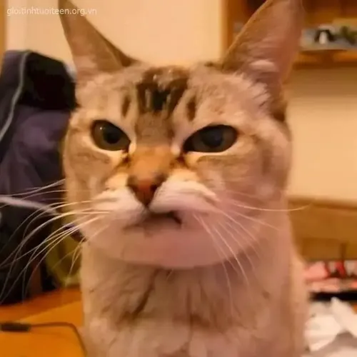 Ảnh vui mèo mặt tròn nhõng nhẹ nhìn sen bằng mắt long lanh