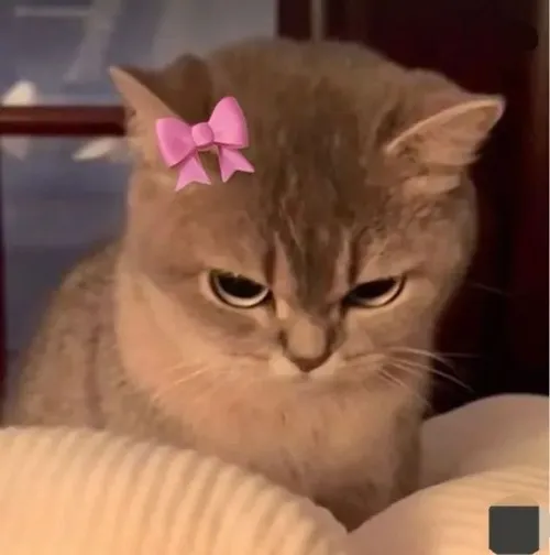 Ảnh troll mèo nhăn mặt hơi hờn do sen quên giờ ăn vặt