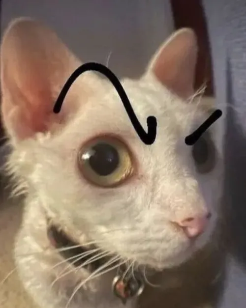 Ảnh meme vui mèo lười quay đầu né tránh nhưng tai vẫn dựng