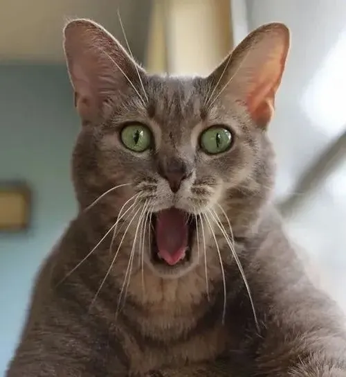 Mèo há mồm mắt long lanh