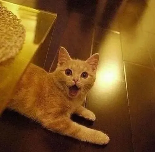 Mèo há mồm nhìn con chuột đồ chơi chạy ngang.