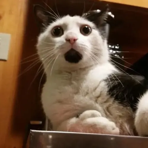 Ảnh vui mèo hoảng nêu nét hiền nhưng sợ thấy rõ