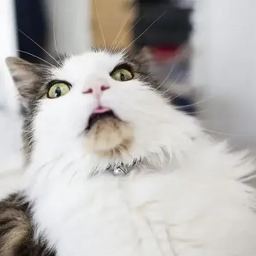 Meme mèo hoảng hốt chuẩn vibe đứng hình vài giây