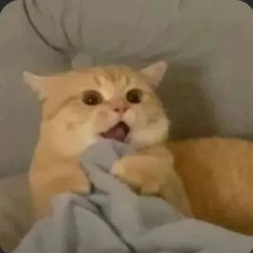 Meme mèo hoảng hốt thể hiện tai dựng hết cỡ